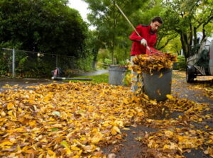 Leaf Removal Leaf Cleanup Yard Debris Removal Fall Leaf Removal Service ...